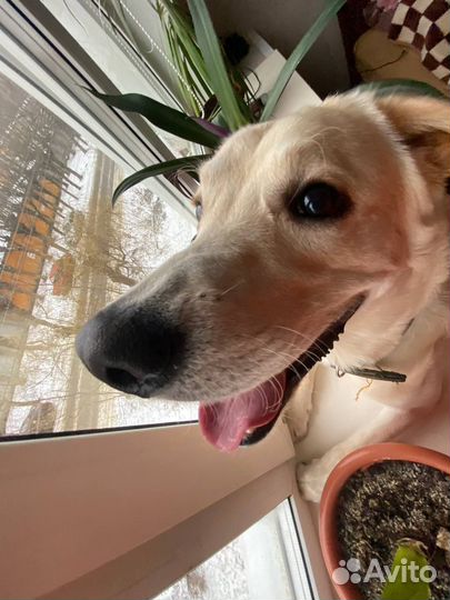 Собака в добрые руки