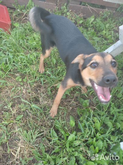 Собака в добрые руки отдам бесплатно