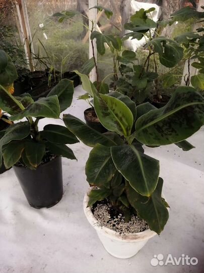 Банан растение