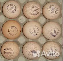 Инкубационное яйцо Европа и Россия на 2023 год