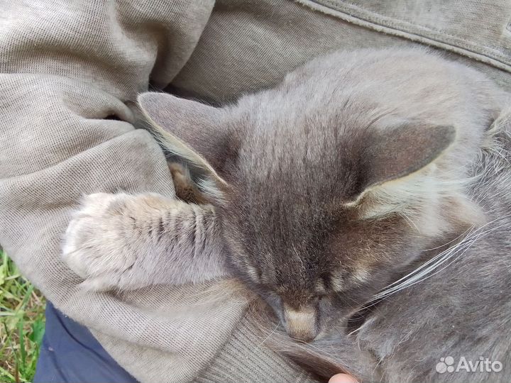 Котик в дар бесплатно