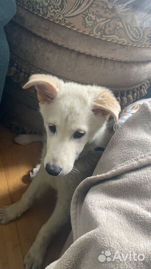 Собака алабай-метис в добрые руки)