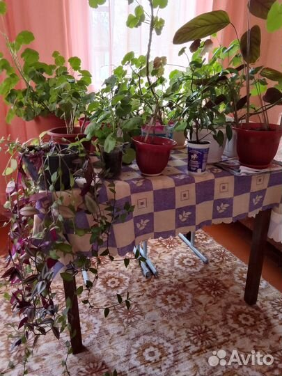 Комнатные цветы разные