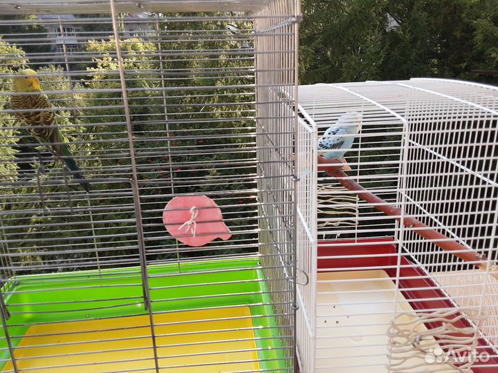 Птенцы волнистый попугай