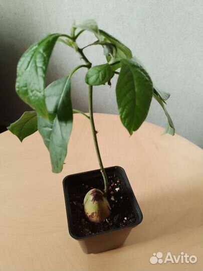 Замиокулькас фикус и др