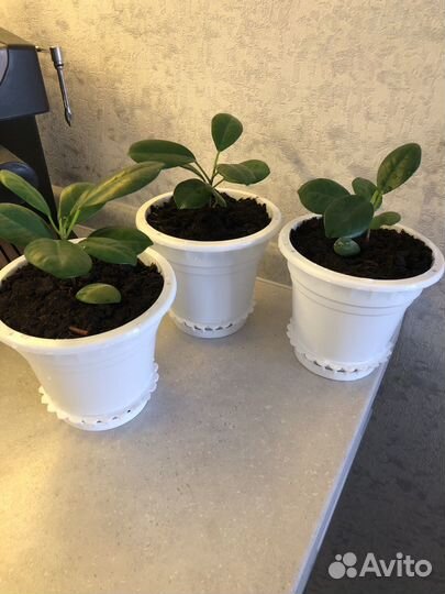 Фикус макломе