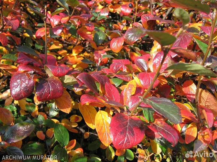 Саженцы кизильника блестящего