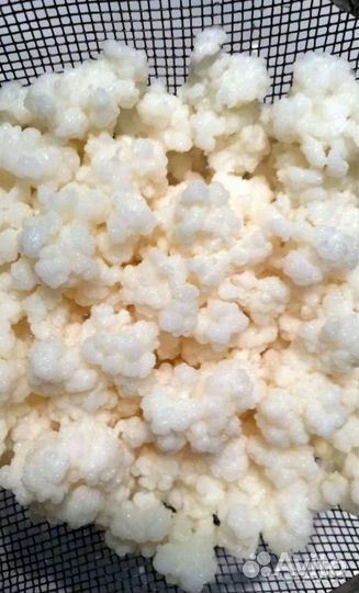 Яблоки дачные Хрен Молочные-кефирные грибки