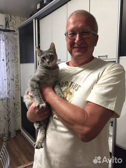 Передержка домашних кошек, с 22 октября