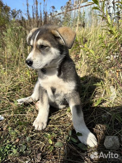 Щенки бесплатно