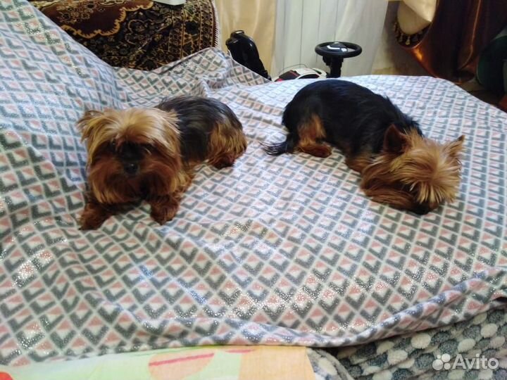 Йоркширский терьер щенки