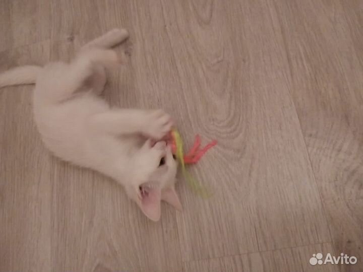 Белый котенок мальчик