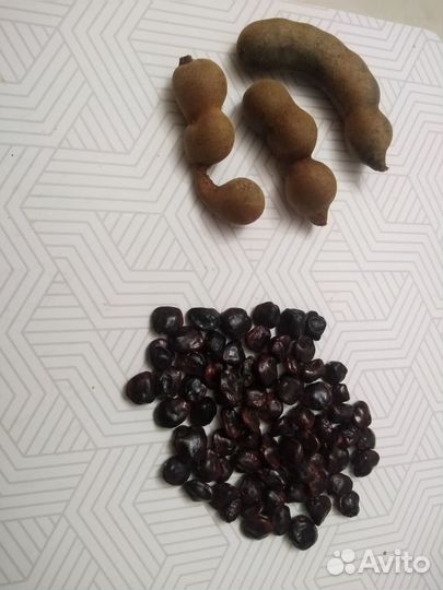 Тамаринд семена