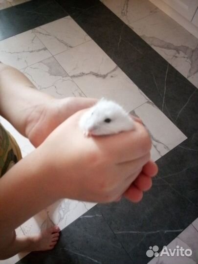Джунгарский хомяк