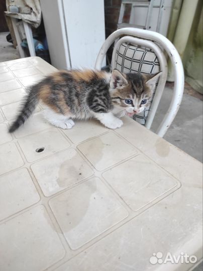 Кошка в дар