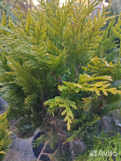 Туя голден смарагд