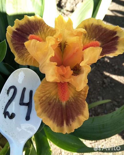 Ирисы карликовые