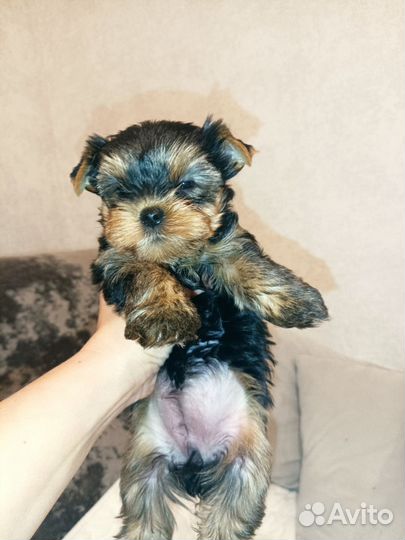 Девочка йорочка