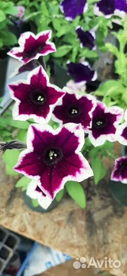 Петуния ампельная вегетативная