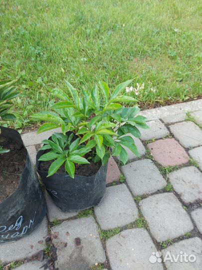 Продам пион Duchesse de nemours