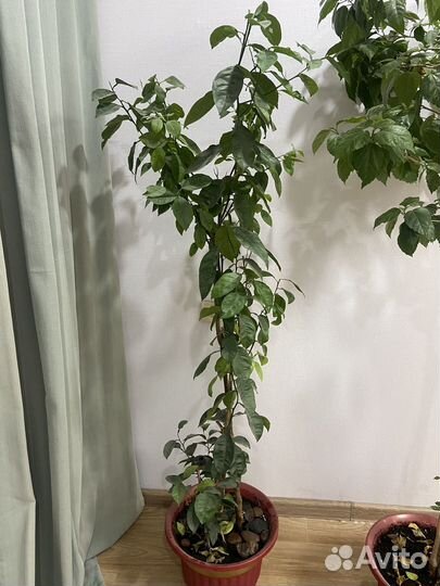 Комнатные цветы большие