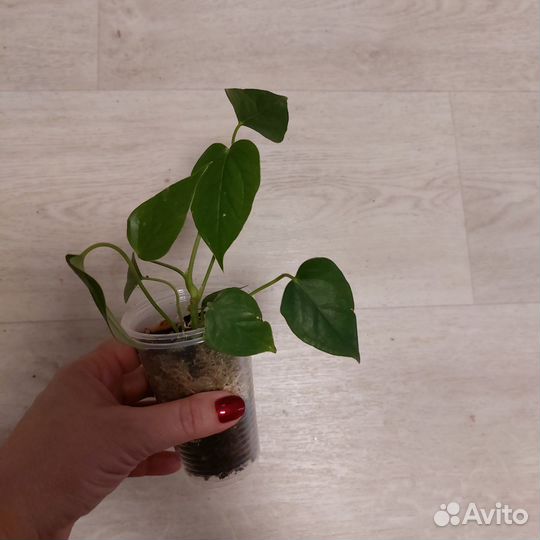 Антуриум андре