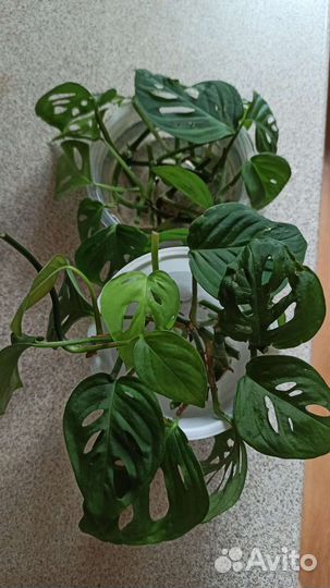 Монстера манки маск