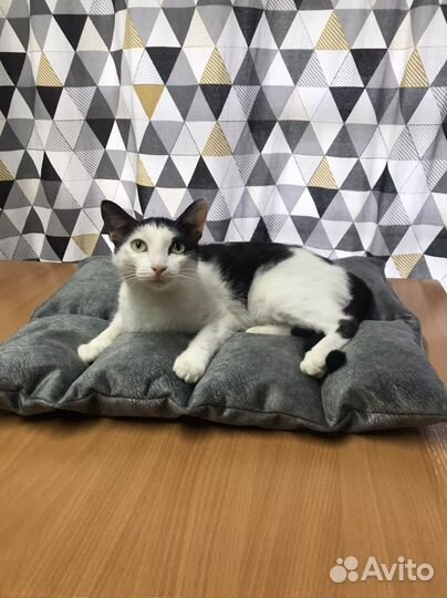 Матрас для питомца