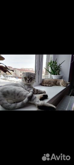 Котята шотландцы, вислоухие