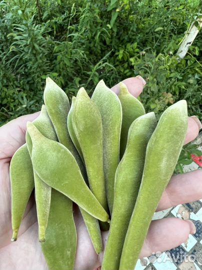 Глициния саженцы