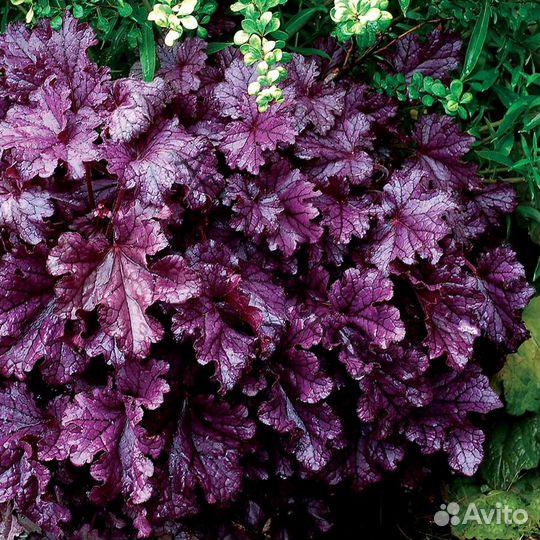 Гейхеры 6 видов