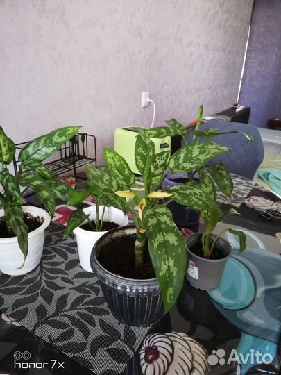 Диффенбахия