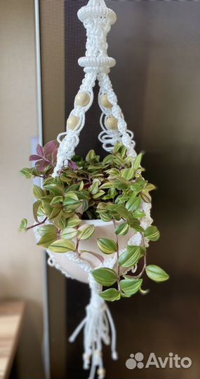 Сортовые традесканции.Комнатные растения