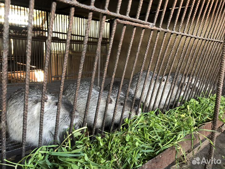 Нутрии на племя серебро