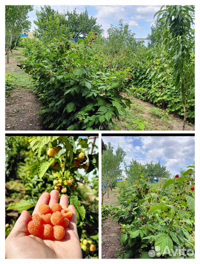 Ремонтантная малина свежая ягода