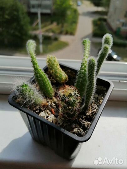 Кактусы