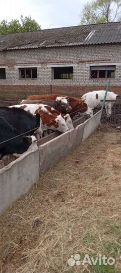 Навоз перегной в мешках с доставкой