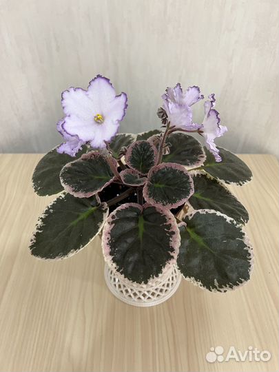 Фиалки сортовые