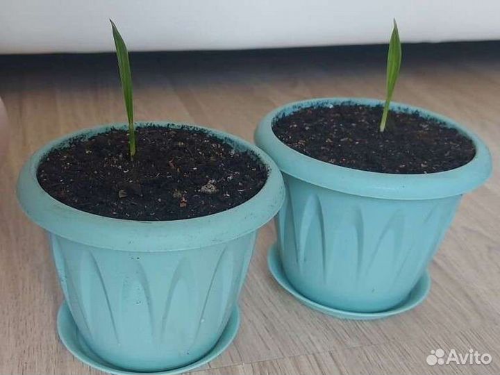 Финик канарский