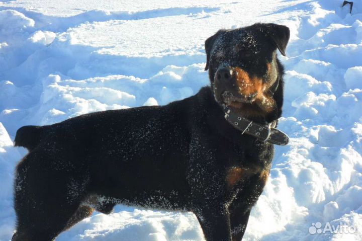 Щенки ротвейлера