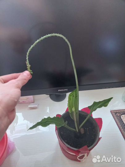 Дримиопсис