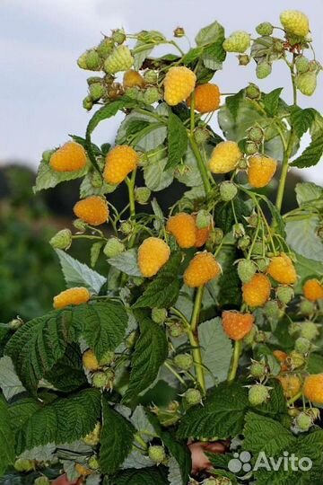 Жёлтая малина Зюгана