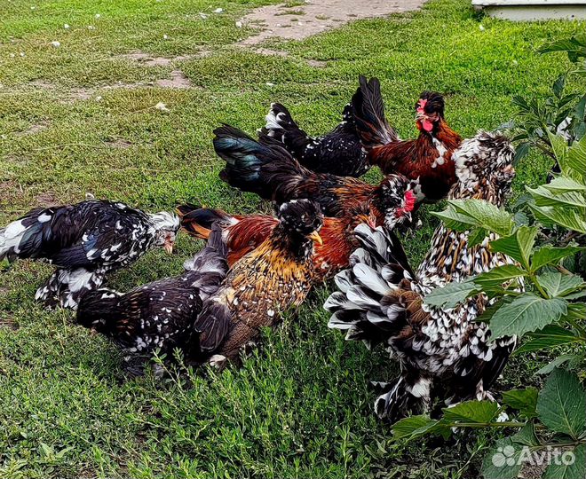 Куры Узбекская бетнамка