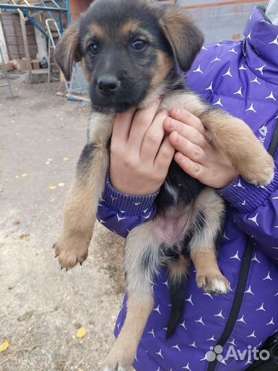 Щенки в добрые руки