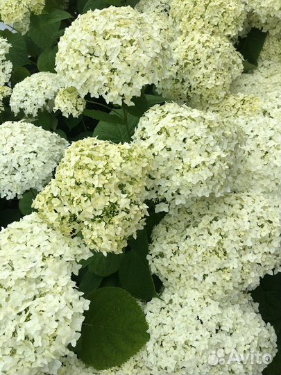 Гортензия белая