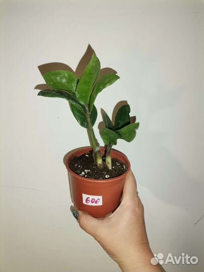 Замиокулькас