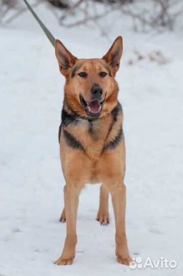 Зорро ждет свою семью, собака в добрые руки