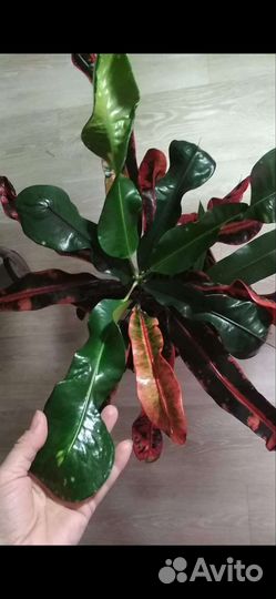 Кодиеум кротон