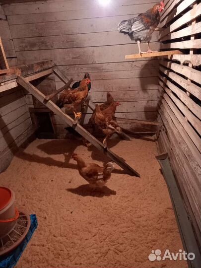 Домашняя птица