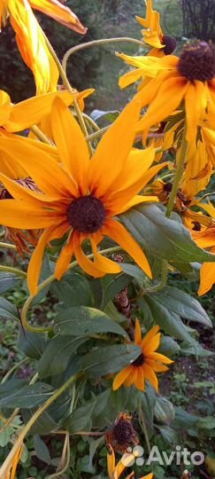 Продаю многолетники